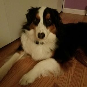 Meet your Posher, Angel