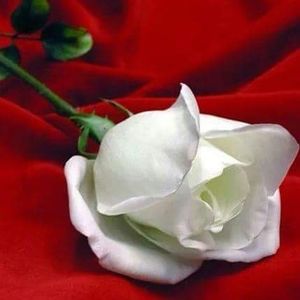 Meet your Posher, Angeles