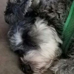 Meet your Posher, Sheila