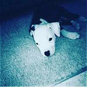 Meet your Posher, Jalon