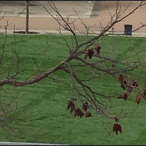 Meet your Posher, Nilu