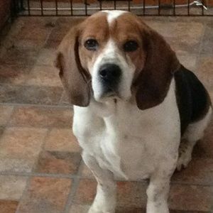 Meet your Posher, Roberta