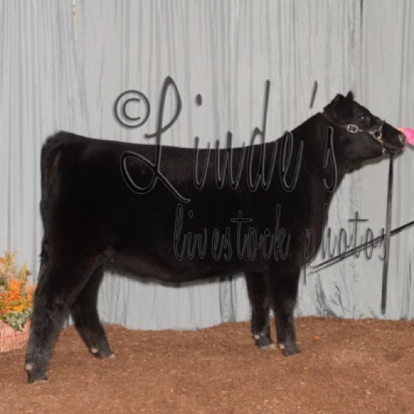 Meet your Posher, Ellie - Picture 1 of 1