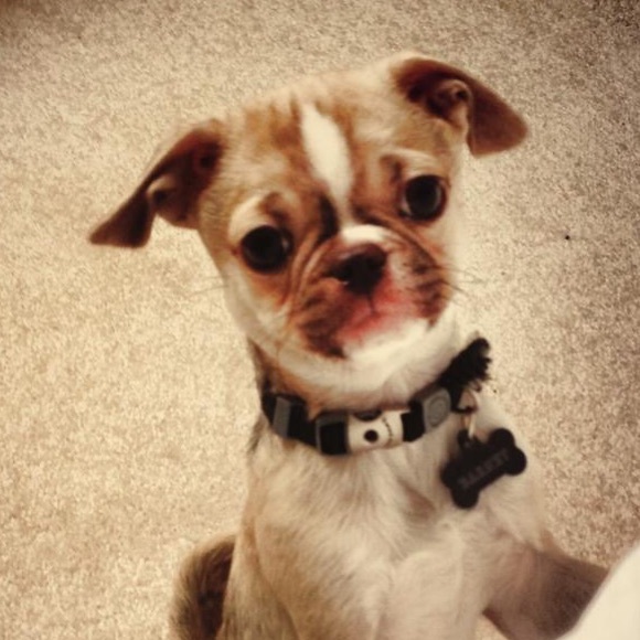 Meet your Posher, Theresa - Picture 1 of 1