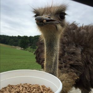 Meet your Posher, Amber