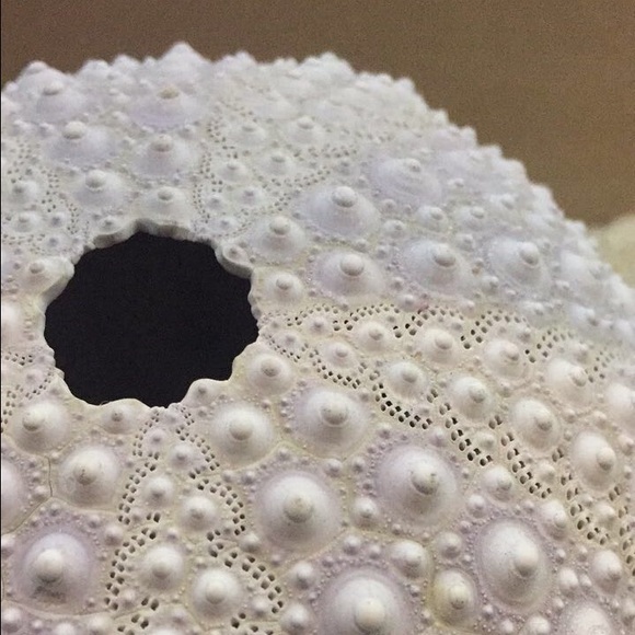 Meet your Posher, Nicole - Picture 1 of 1