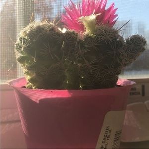 Meet your Posher, Ciara