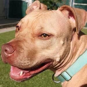 Meet your Posher, Howard