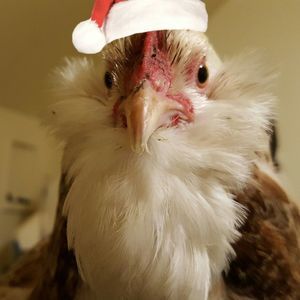 Meet your Posher, Batina