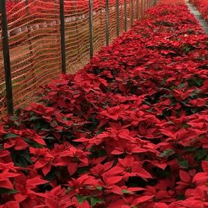 Meet your Posher, Vidal