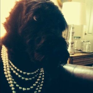 Meet your Posher, Ann