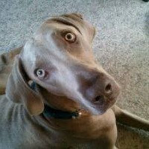 Meet your Posher, Laurie