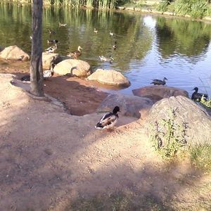 Meet your Posher, Pearl