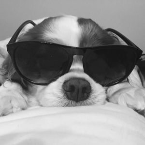 Meet your Posher, Jenny