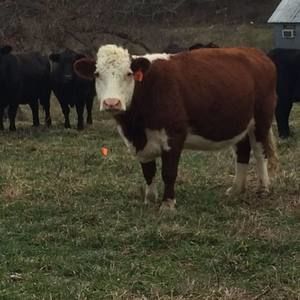 Meet your Posher, Erika