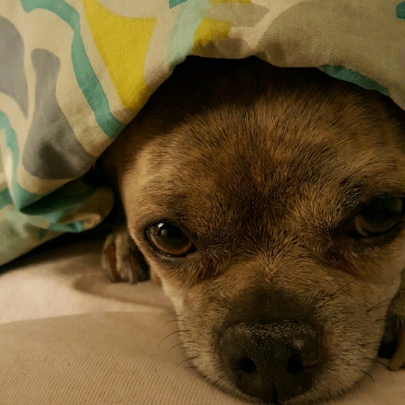 Meet your Posher, Lola