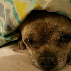 Meet your Posher, Lola