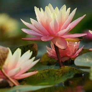 Meet your Posher, Lindsey