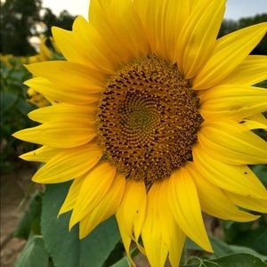 Meet your Posher, Allie