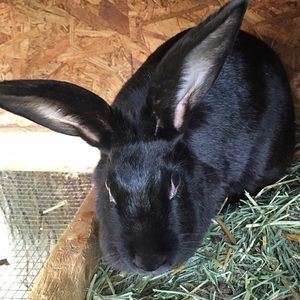 Meet your Posher, Carrie