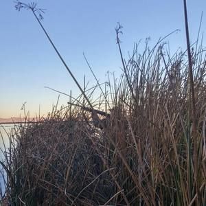 Meet your Posher, Brady