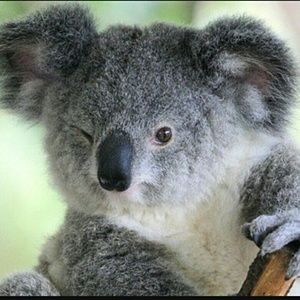 Meet your Posher, Gracie