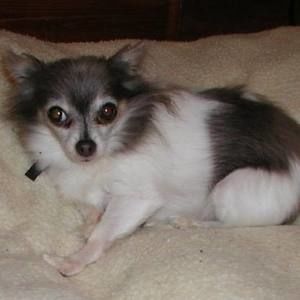 Meet your Posher, Mitra