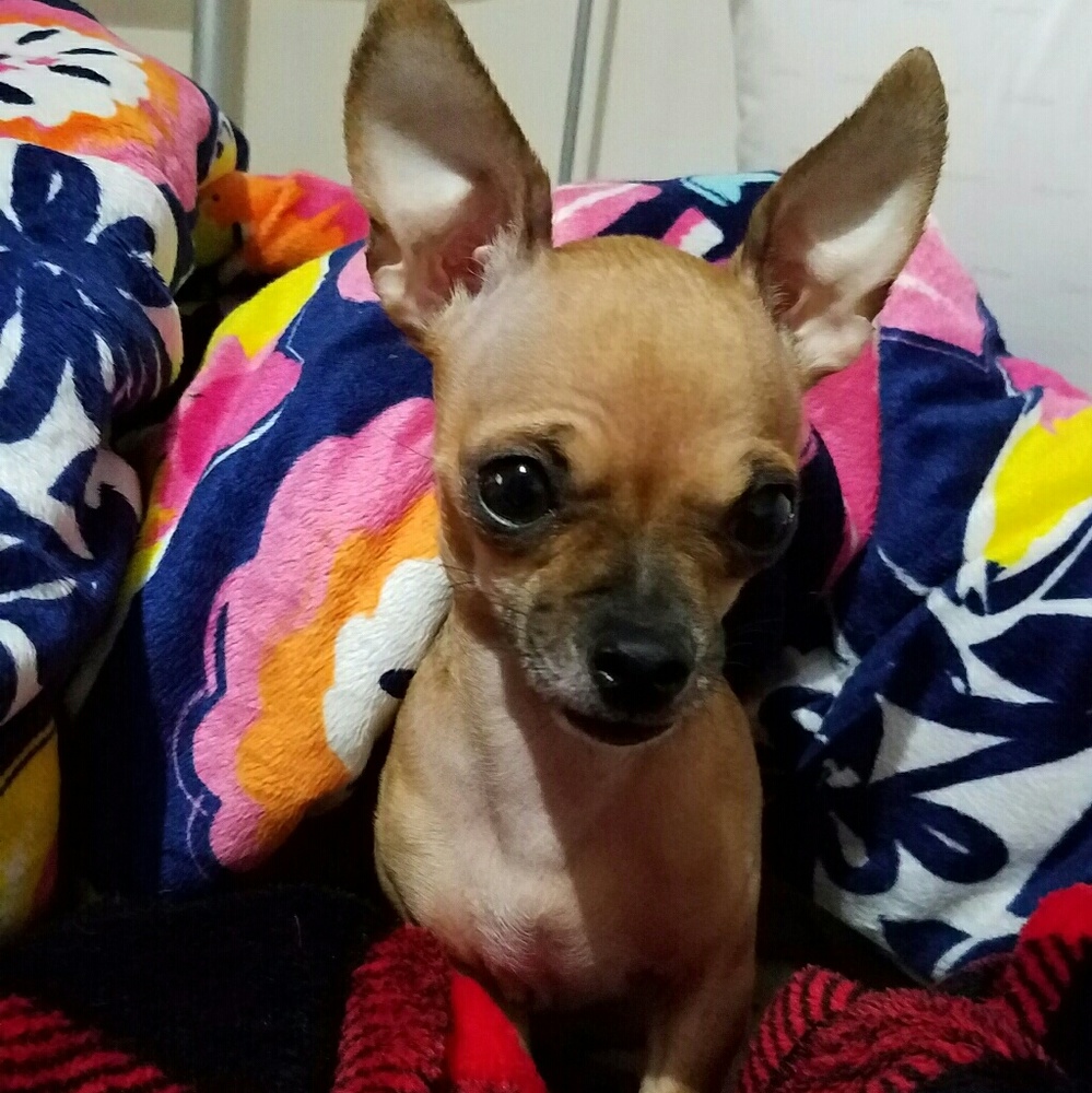 Meet your Posher, Rebekah