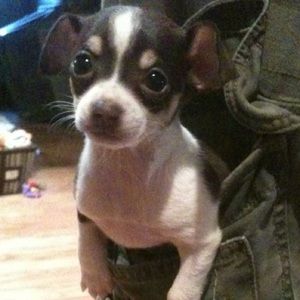 Meet your Posher, Natasha