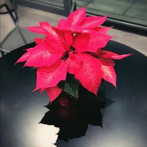 Meet your Posher, Pei wen