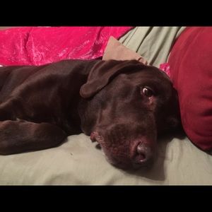 Meet your Posher, Cat