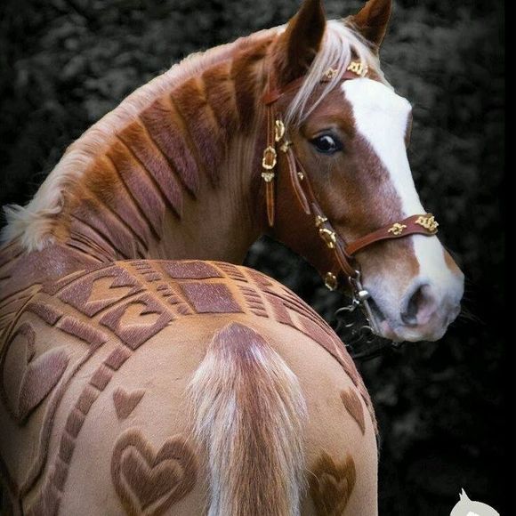 Meet your Posher, Diana - Picture 1 of 1