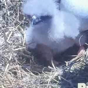 Meet your Posher, Darcy