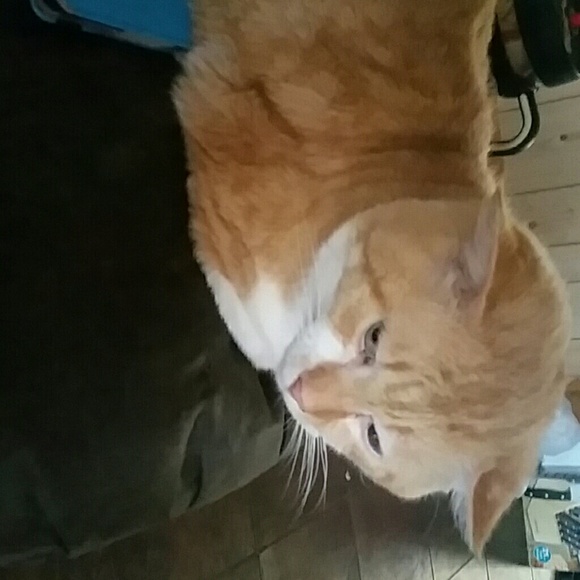 Meet your Posher, Sandy