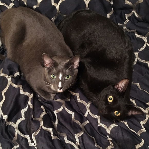 FULL - Return to follow! - Picture 2 of 2