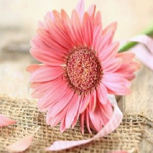 Meet your Posher, Lynette