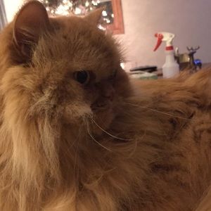 Meet your Posher, Briana