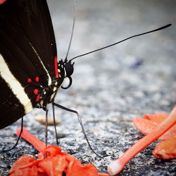 Meet your Posher, Carrie - Picture 6 of 8