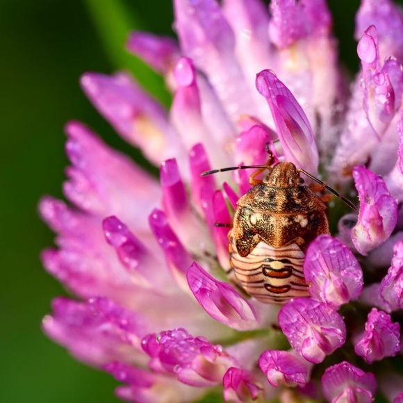 Meet your Posher, Carrie - Picture 7 of 8