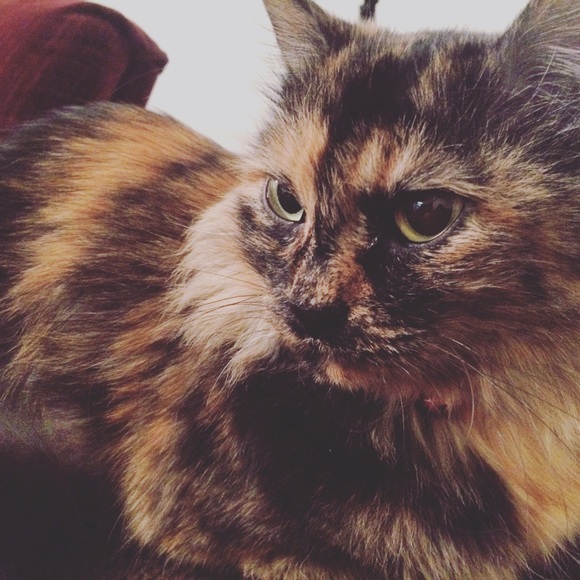 PLUS SIZE CLOSET! - Picture 3 of 5