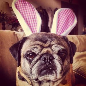 Meet your Posher, Eve