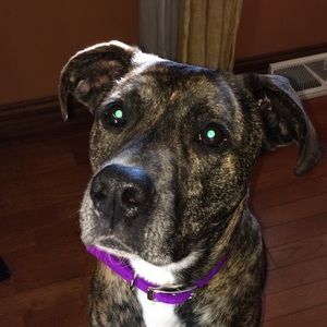 Meet your Posher, Anna