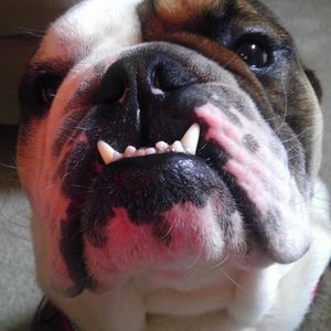 Meet your Posher, Robert