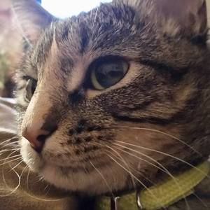 Meet your Posher, Samuel