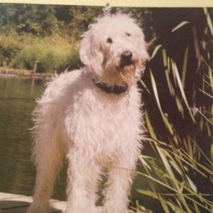 Meet your Posher, Abby