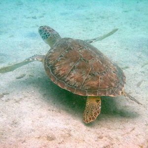 Meet your Posher, Marsha