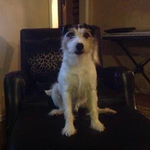 Meet your Posher, Bella