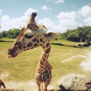 Meet your Posher, Joyous