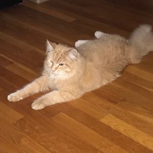 Meet your Posher, Wendy