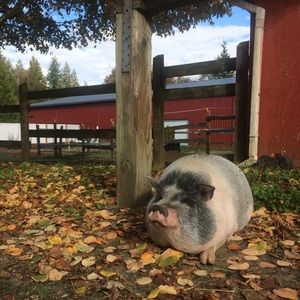 Meet your Posher, Traci